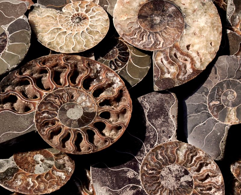 Background of fossil Ammonites. Polished half of petrified shells as souvenirs, gift. Different Ammonoidea varieties.