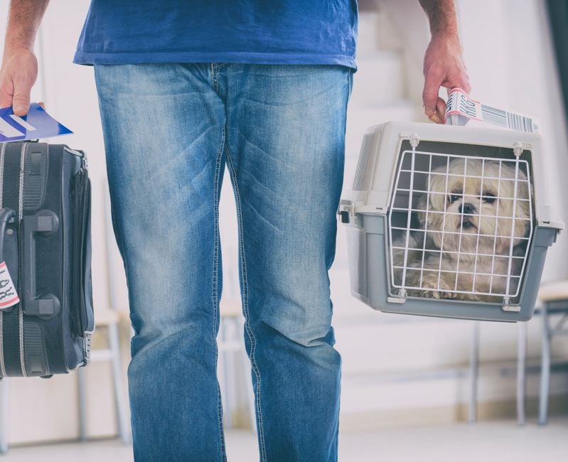 little dog in the airline cargo pet carrier