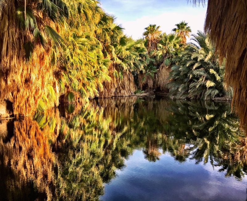 Desert oasis pool in the Imperial Valley near Holtville, California.