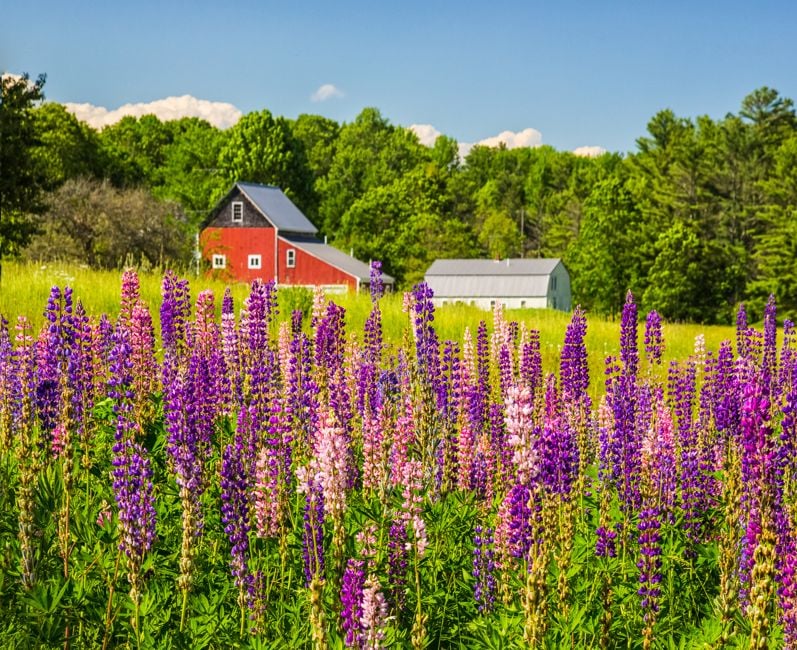 Rural Scene near Wiscasset and Boothbar Harbor in Lincoln County, Maine featuring a barn and lupines in peak bloom