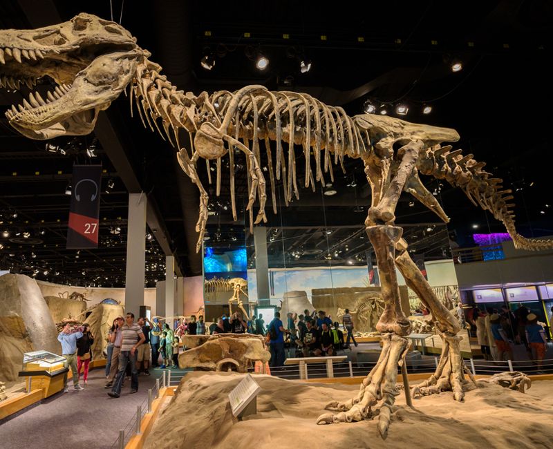 Visitors and tourists enjoy dinosaur exhibits at the Royal Tyrrel Museum of Palaeontology in Alberta.