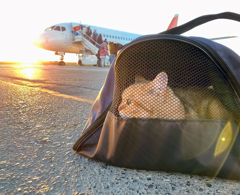 Cat in carrying case at airplane in sunrise