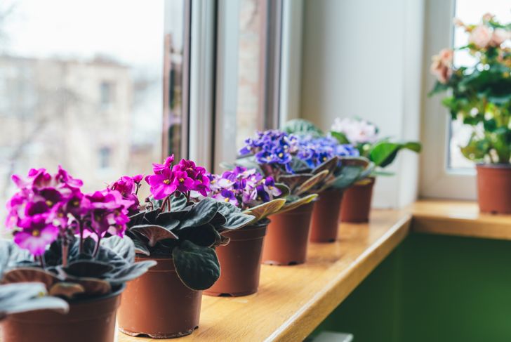 African violet. Home mini potted plants on the windowsill.