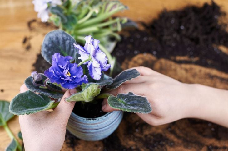A woman transplants a blooming violet into a new pot.