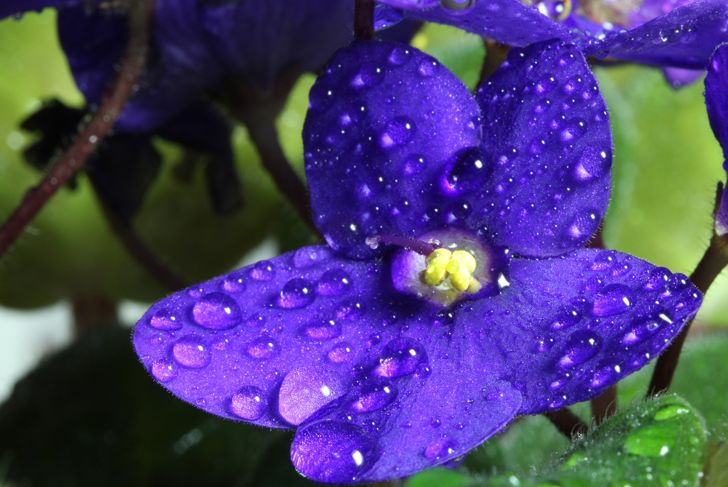 Close-up of African violet