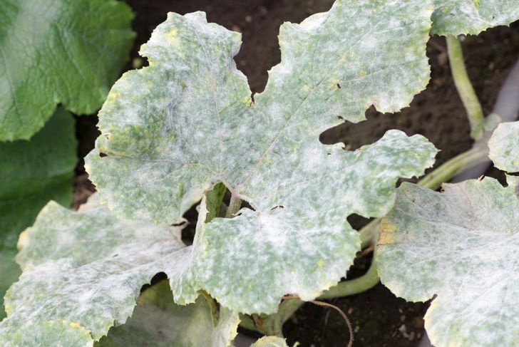 Fatal fungus on plants called powdery mildew in summer on farm