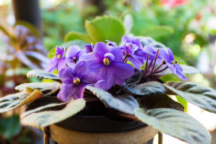 African violets (Saintpaulia)