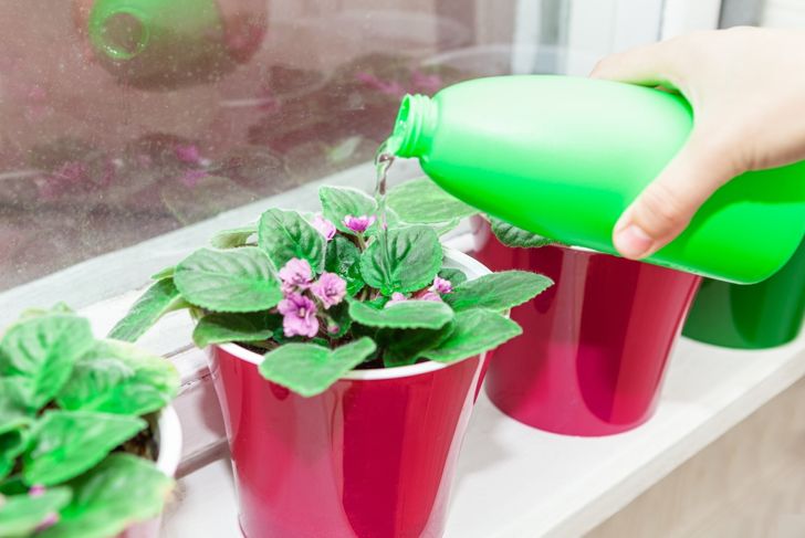 african violet being watered
