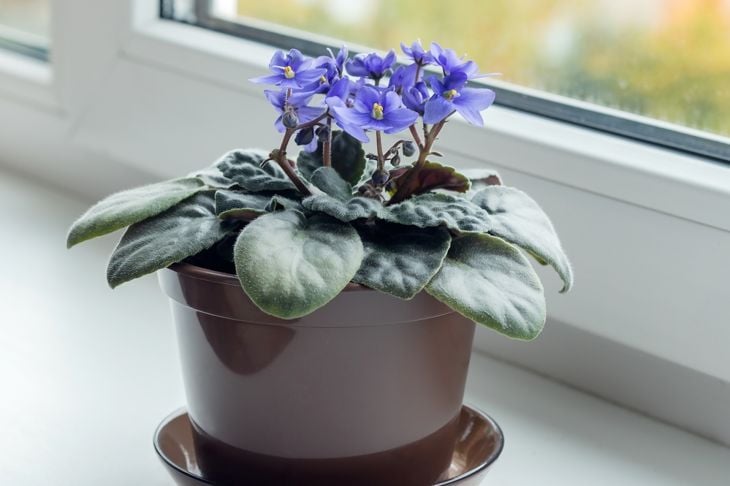 blue violet blooming