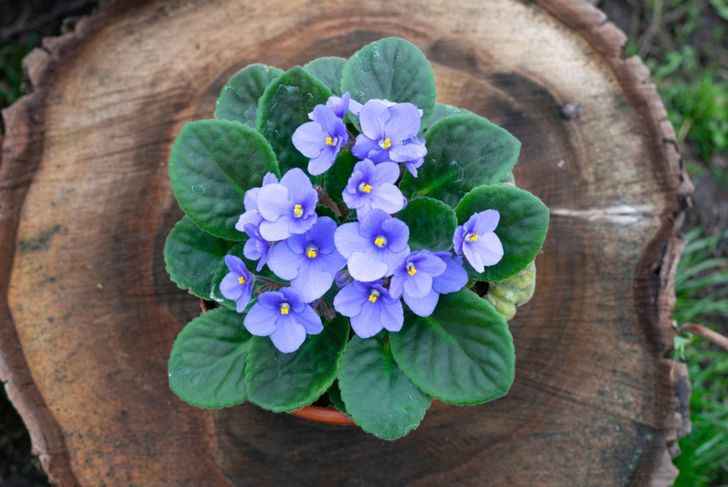 african violet on wood