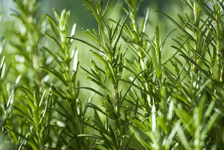 Rosemary flea remedy