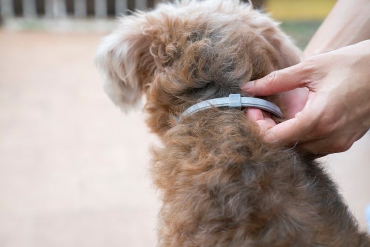 dog wearing a flea collar