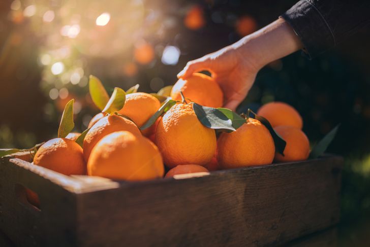 Close-up of farmer's hand taking fresh orange from wooden basket with ripe harvest in grove