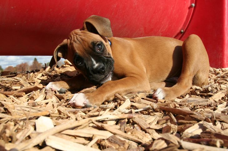 cute puppy lying on cedar chip bedding