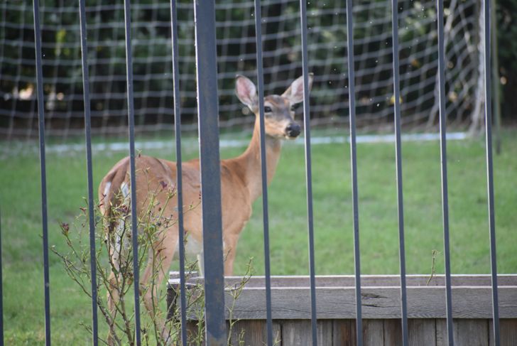 deer outside of fence