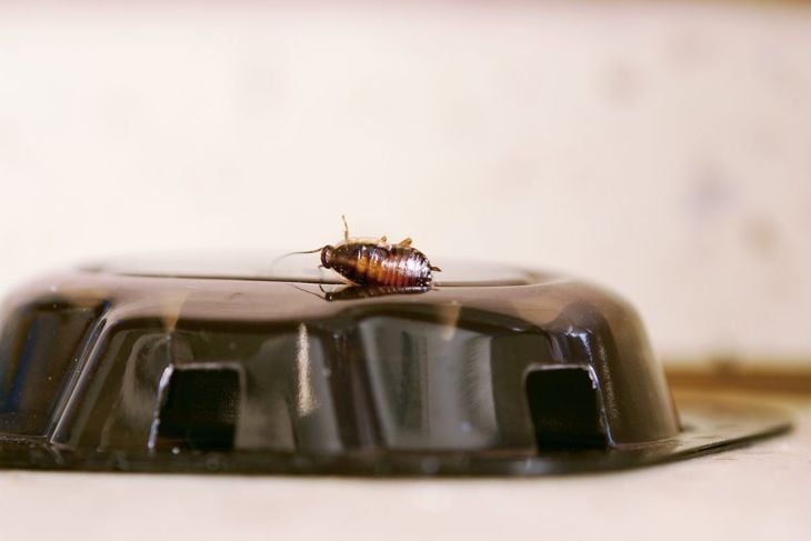 Roach baits work well