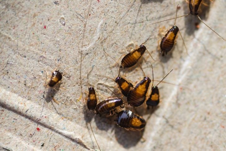 German cockroaches are dark brown
