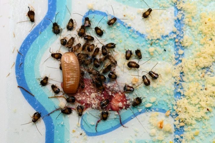 Roaches leave evidence behind
