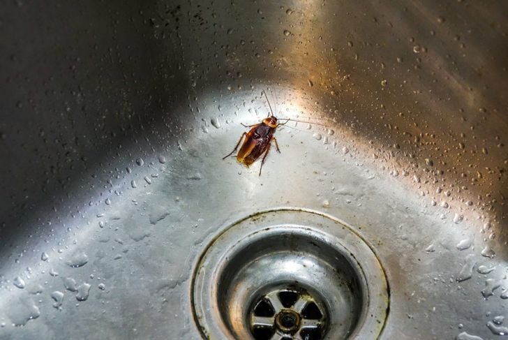 Cockroaches are attracted to water