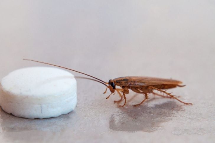 Roach traps and powders work