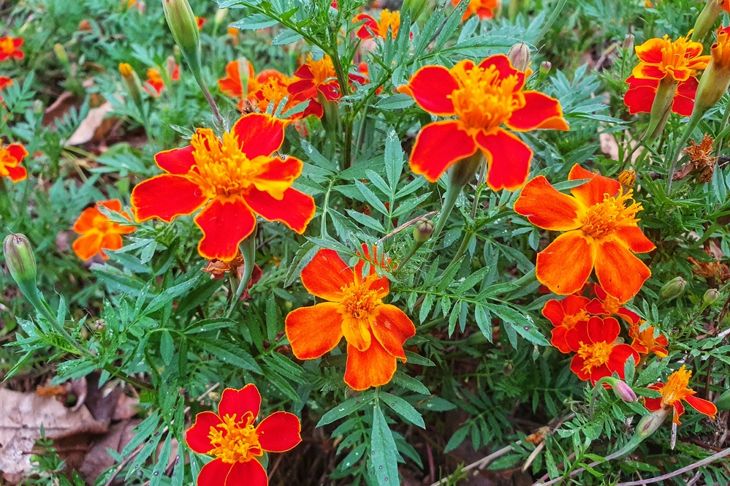 Tagetes Tenuifolia or Signet Marigold in Tangerine Gem