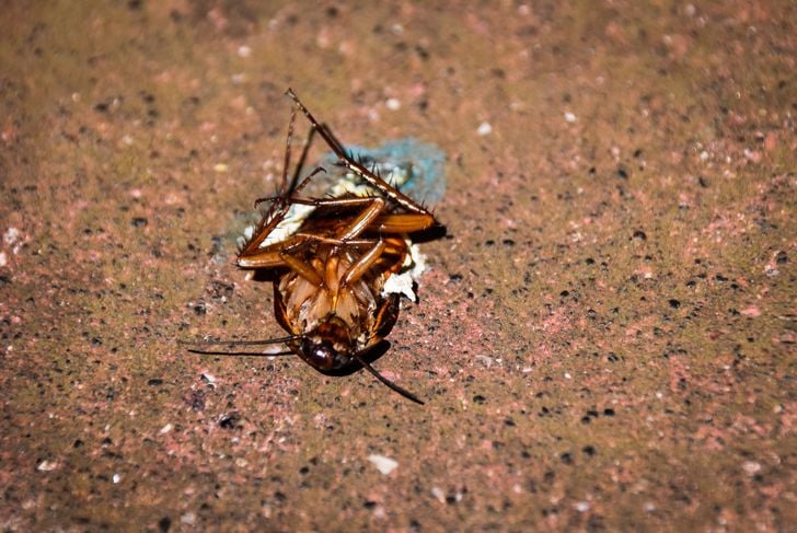 cockroach dead