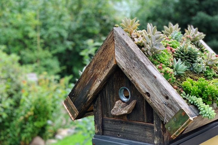 Natural DIY Snake Repellents for Your Backyard