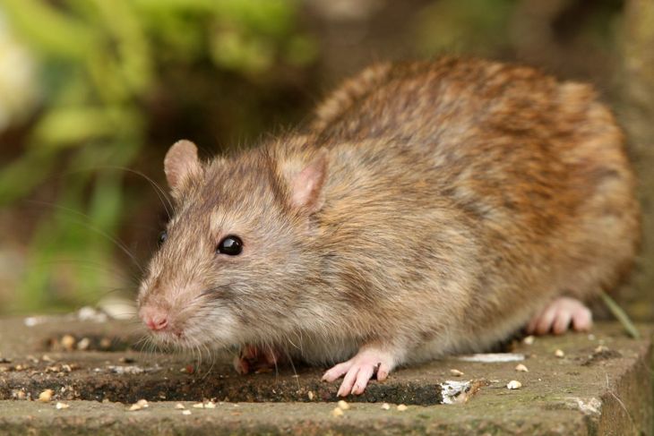 Removing brown mice as pictured can have snake repellent properties.