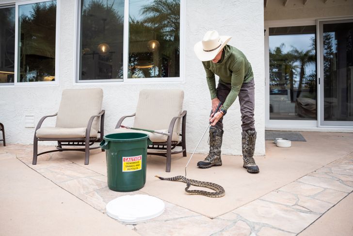 Rattle Snake Wrangler