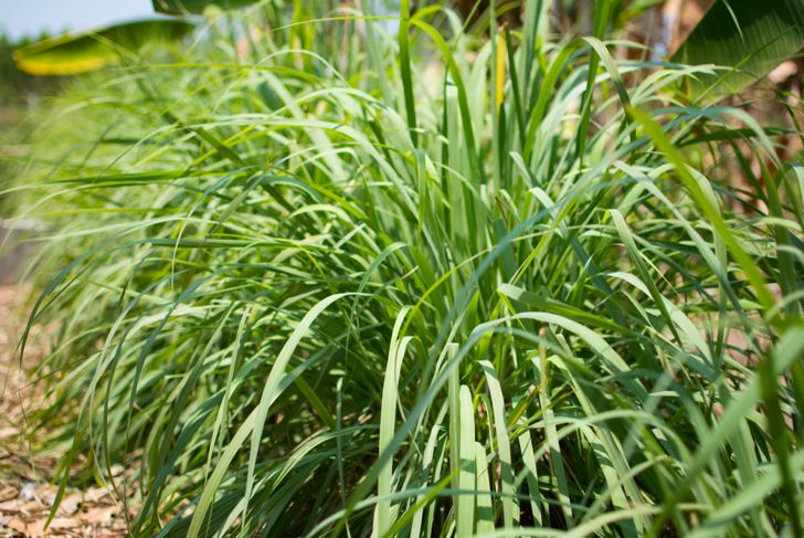 Lemongrass or Lapine or West Indian or Cymbopogon citratus were planted on the ground. It is a shrub, its leaves are long and slender green. It is an herb which was made into food and medicine.