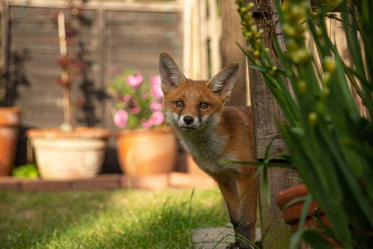 wild fox