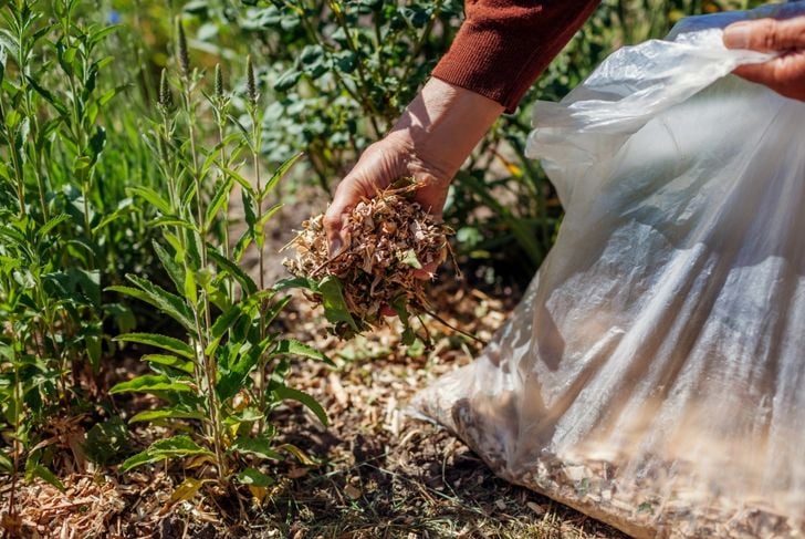 cedar wood mulch
