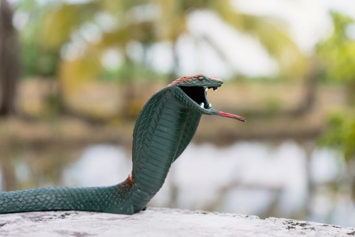 snake toy