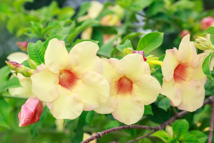 fragrant varieties flower colors blooms