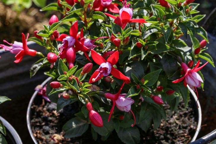 Potted fuchsia