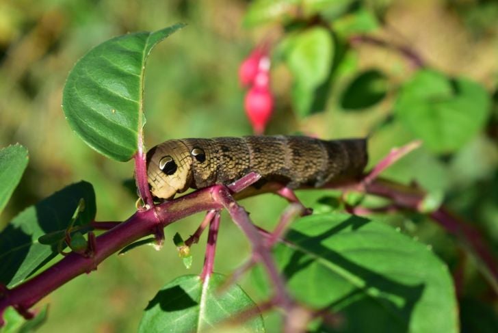 Moth caterpillar on a fuchsia
