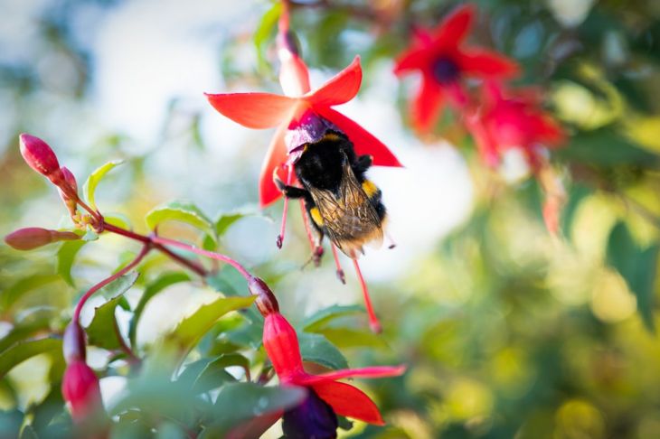 Bumblebee visits fuchsia