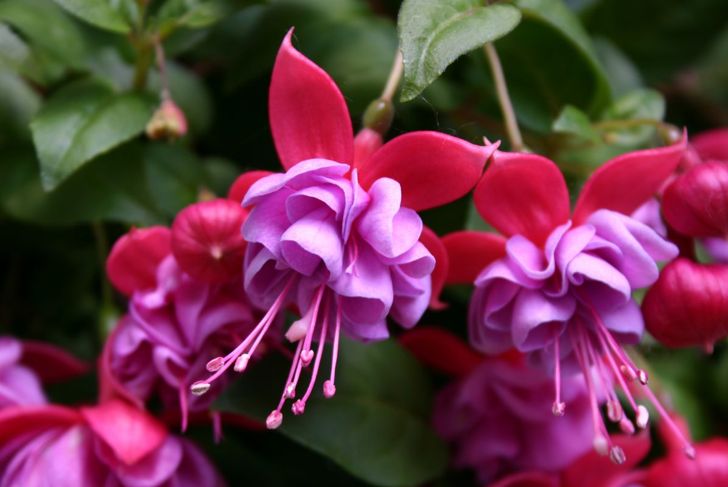 Frilly fuchsia
