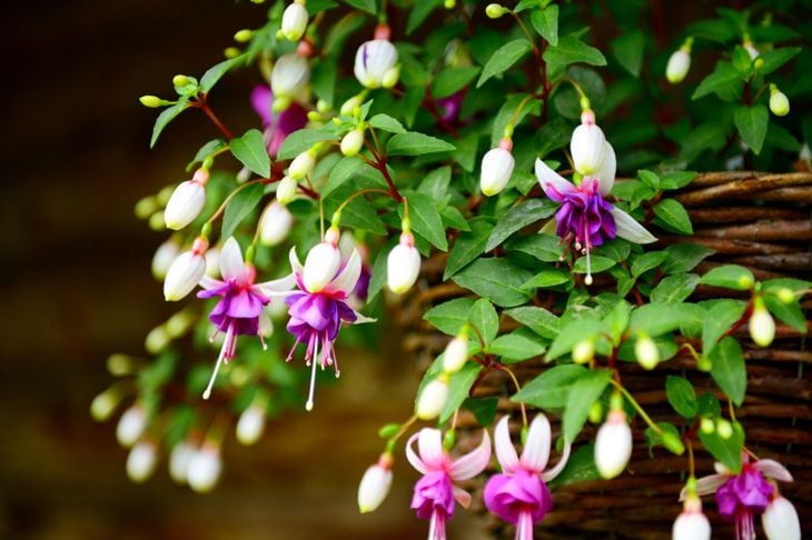Purple and white fuchsia