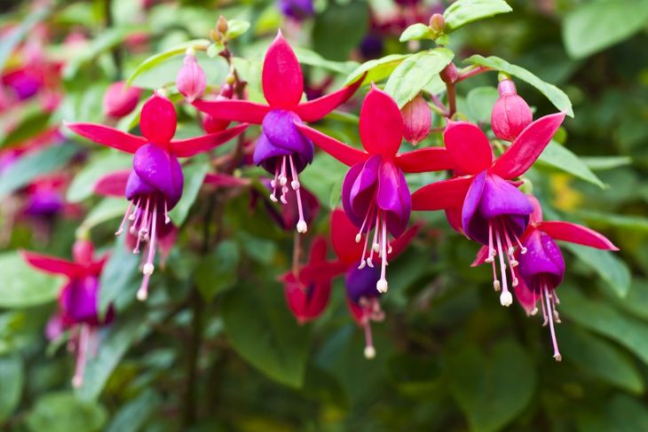Close-up fuchsia.