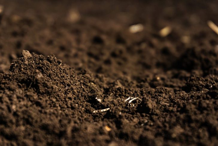 sandy organic mix potting soil
