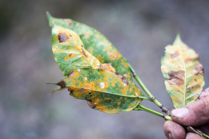 Closest example of leaf rust I could find.