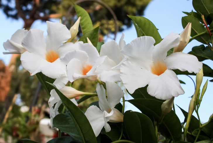 indirect filtered sunlight blooms