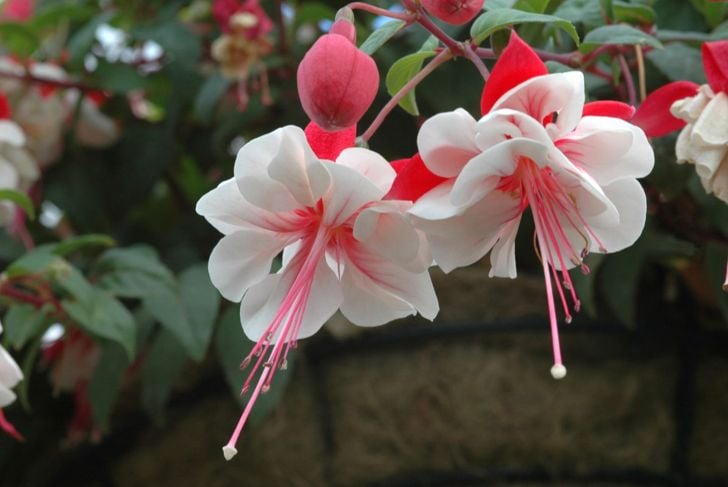 Swingtime fuchsia