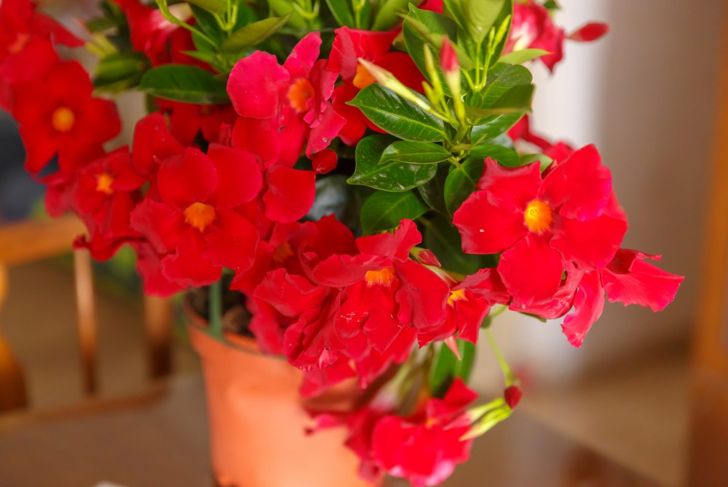slow release fertilizer monitor mandevilla