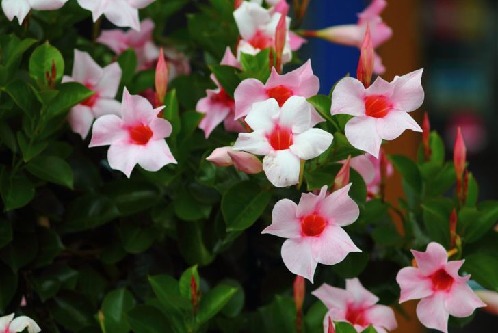 moist soil waterings thrive mandevilla