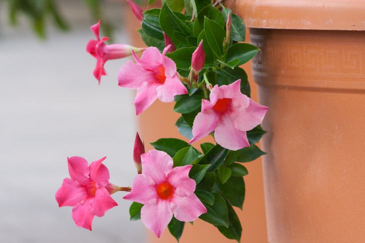 some diseases can affect mandevilla