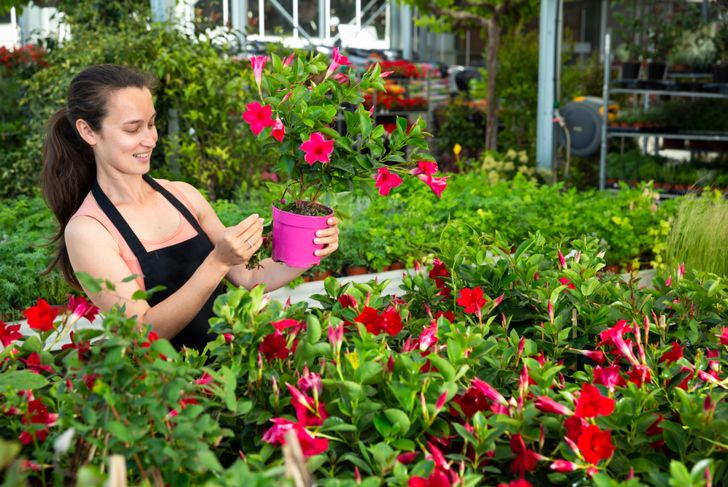 pruning will help mandevilla flourish