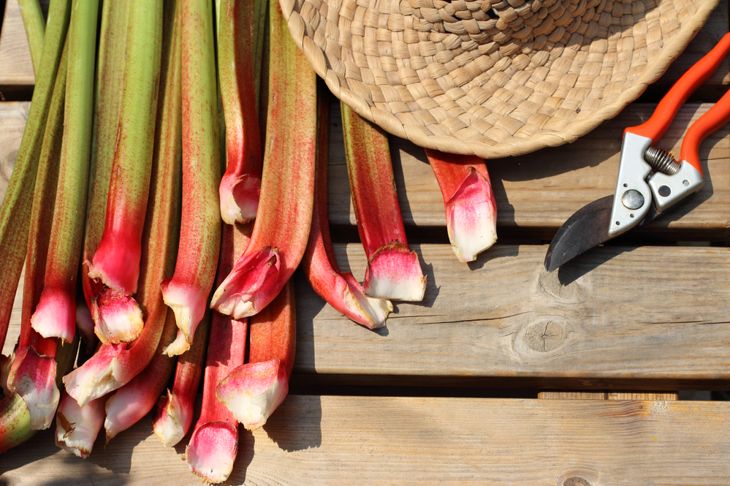 Rhubarb stems freshly cut on a wooden table with a straw hat and pruning shears. Harvest rhubarb in the garden on a sunny summer day. Flat lay.