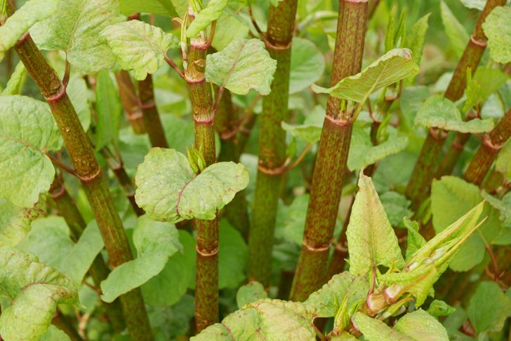 Knotweed Japanese, invasive expansive species of dangerous plants leaf stems